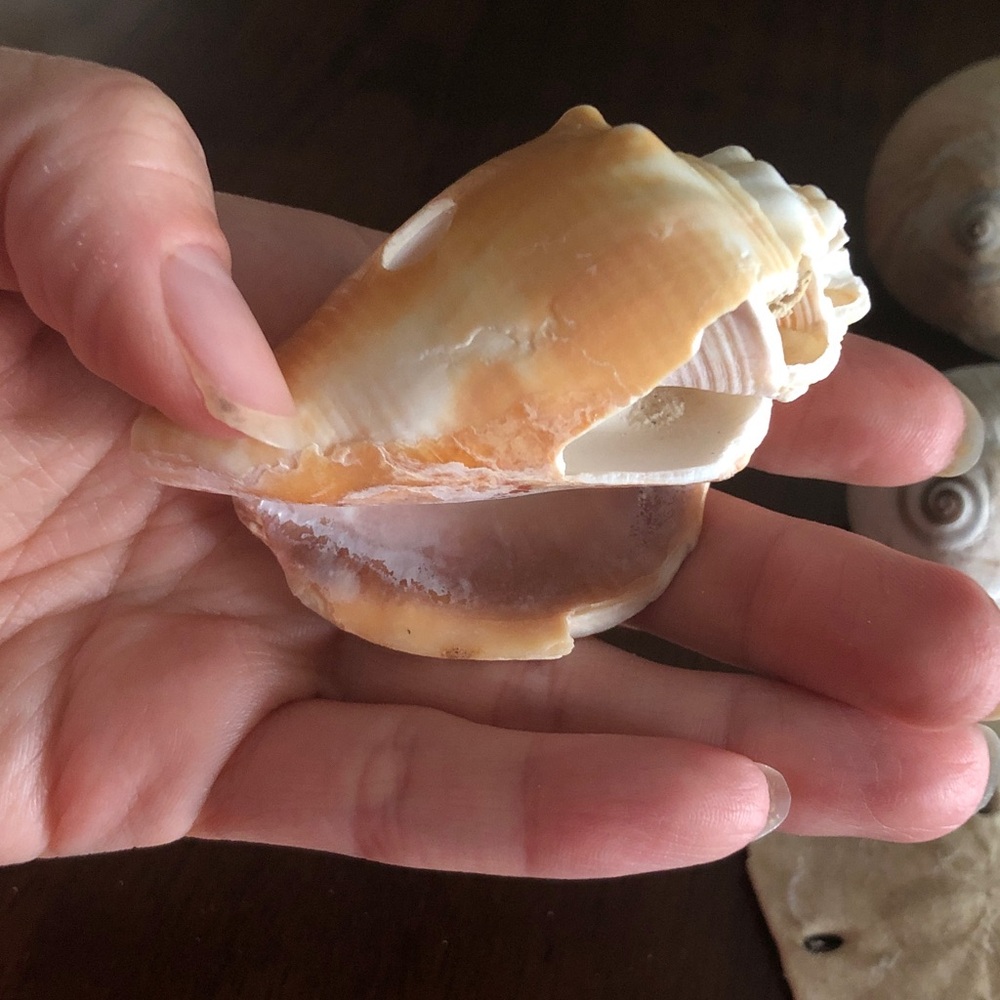 🏋️‍♂️ Assorted Seashell Collection - Picture 14 of 15